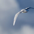 Mouette pygmée